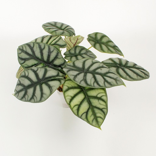 Alocasia 'Silver Dragon'