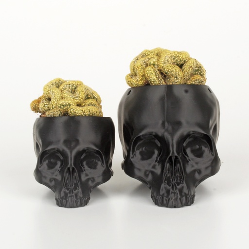 'Brain Cactus' Mammillaria Elongata Crestata in Skull Planter