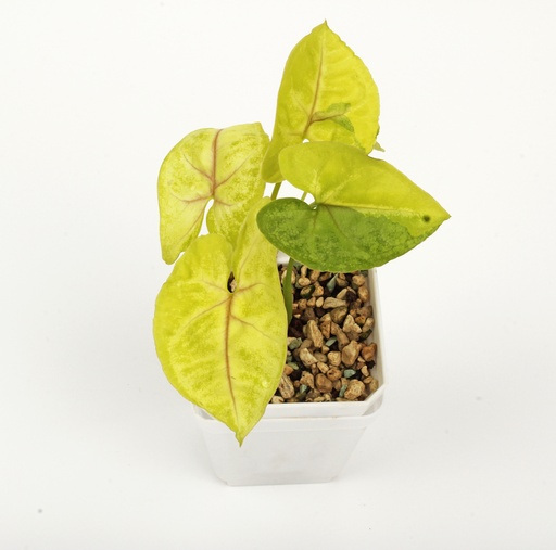 [SLS] Syngonium 'Lime Soda'